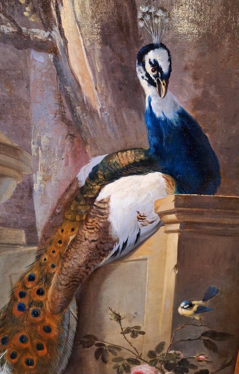 Large and very decorative painting with peacock and birds in a guilded frame from wood with stucco